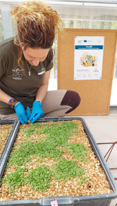 Trabajos del proyecto europeo Flora Local para la Restauración Ecológica (FLoRE) llevados a cabo en el Centro de Conservación de Flora Silvestre