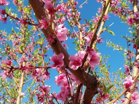 Foto noticia / Instituto Agroalimentario de Aragón (IA2) 